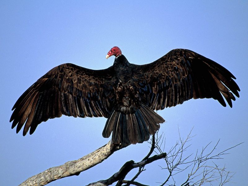 Turkey Vulture; DISPLAY FULL IMAGE.