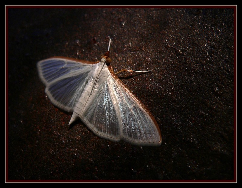 moth 1; DISPLAY FULL IMAGE.