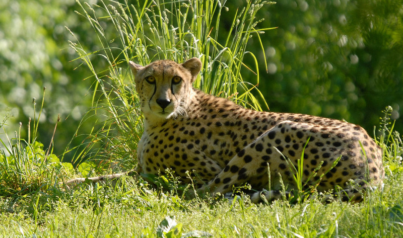 cheetah; DISPLAY FULL IMAGE.