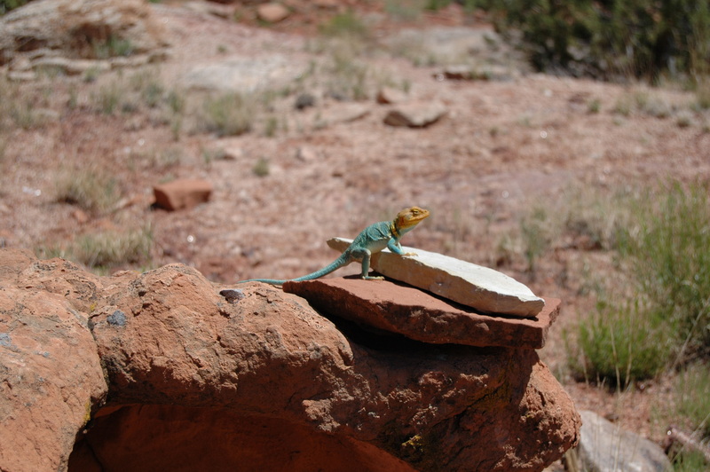 blue lizzard from Delta,Colorado; DISPLAY FULL IMAGE.