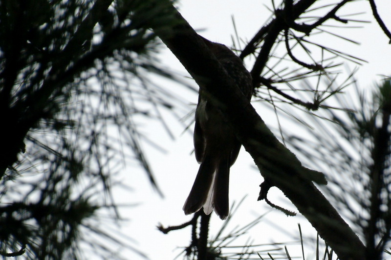 Bird silhouette (Brown-eared Bulbul) {!--직박구리의 실루엣-->; DISPLAY FULL IMAGE.