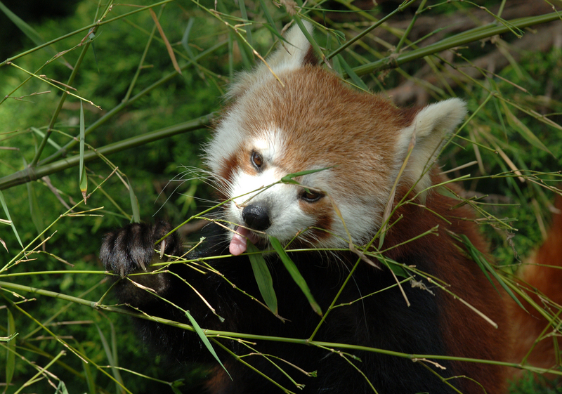 Red panda picture -- lesser panda (Ailurus fulgens); DISPLAY FULL IMAGE.