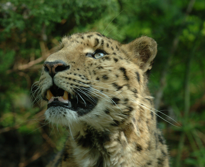 Amur leopard - Panthera pardus orientalis; DISPLAY FULL IMAGE.