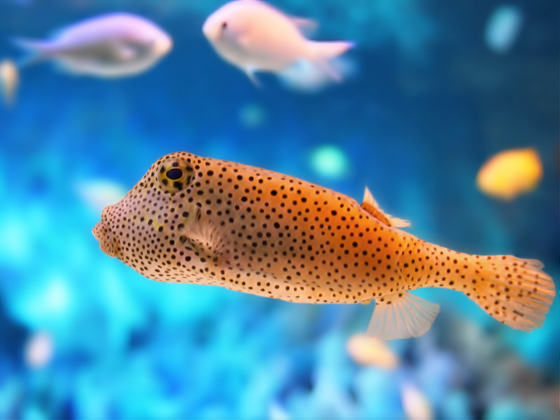Boxfish?; DISPLAY FULL IMAGE.