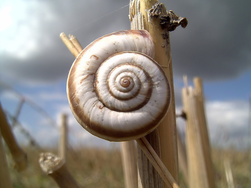 Snail on the Corn; DISPLAY FULL IMAGE.
