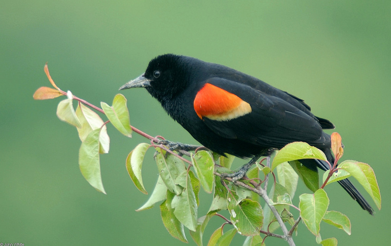 Red-winged Blackbird (Agelaius phoeniceus); DISPLAY FULL IMAGE.