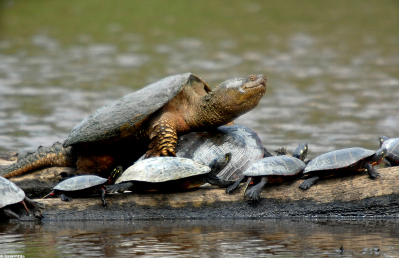 Snapping Turtle (Chelydra serpentina); DISPLAY FULL IMAGE.