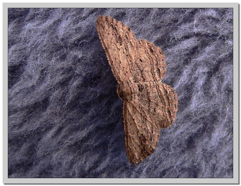 brown moth; DISPLAY FULL IMAGE.