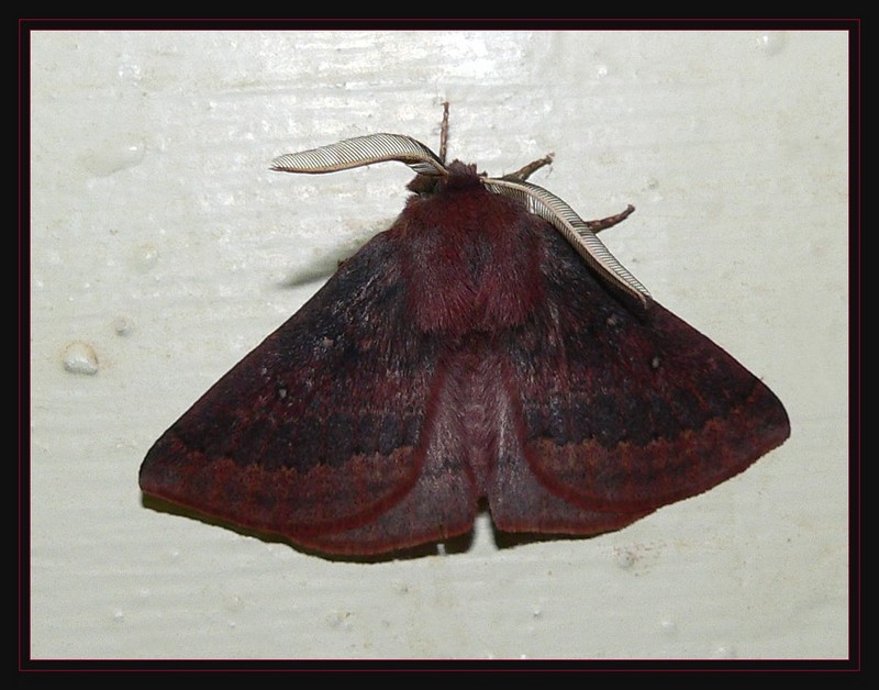 red moth; DISPLAY FULL IMAGE.