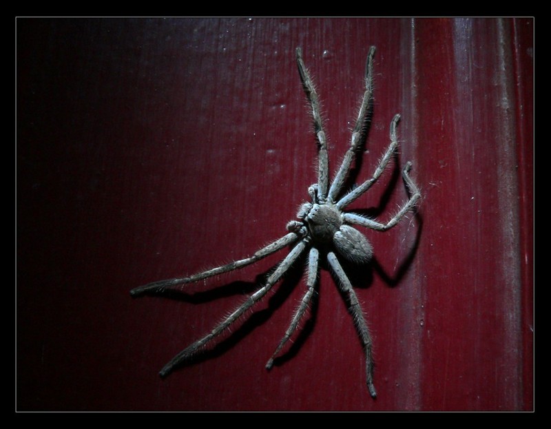 spider 1; DISPLAY FULL IMAGE.