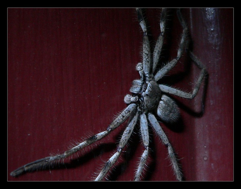 spider 2; DISPLAY FULL IMAGE.