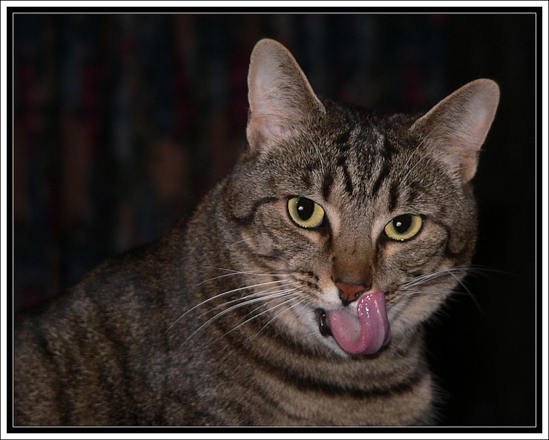 Tiger's tongue; DISPLAY FULL IMAGE.