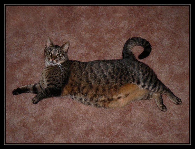 Big Rod (Fat Cat); DISPLAY FULL IMAGE.