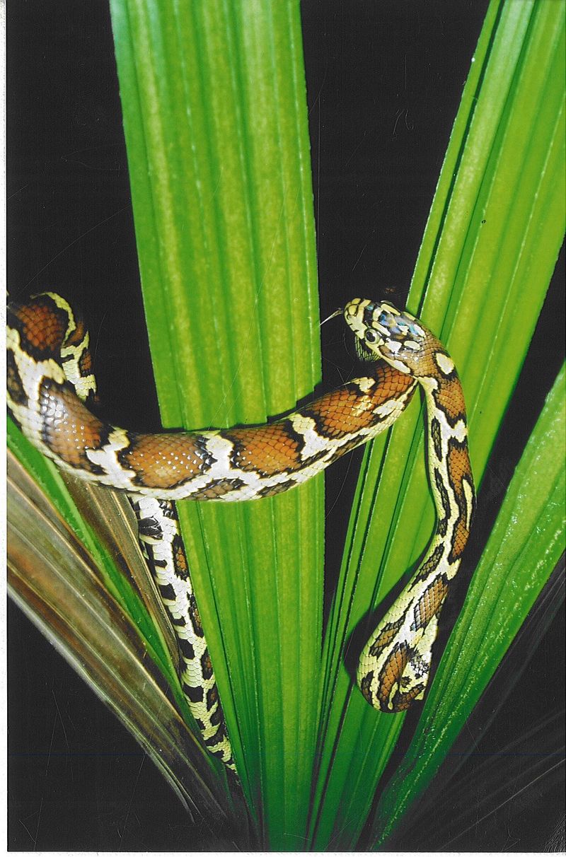 jungle corn snake; DISPLAY FULL IMAGE.