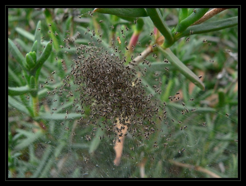 spiderlings 1; DISPLAY FULL IMAGE.