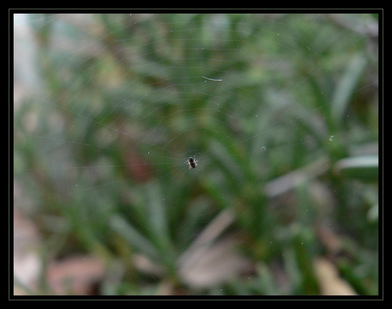 spiderlings 2; DISPLAY FULL IMAGE.