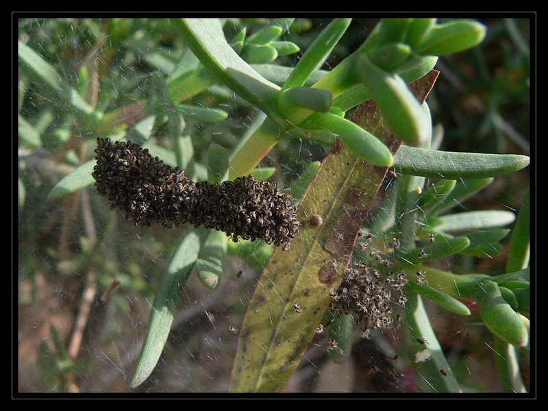 spiderlings 3; DISPLAY FULL IMAGE.