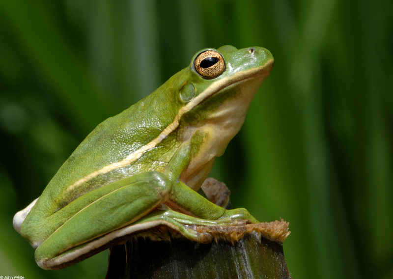 Green Treefrog (Hyla cinerea)036; DISPLAY FULL IMAGE.