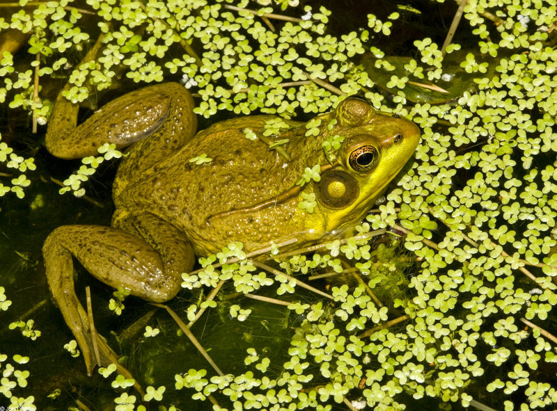 Northern Green Frog (Rana clamitans melanota); DISPLAY FULL IMAGE.
