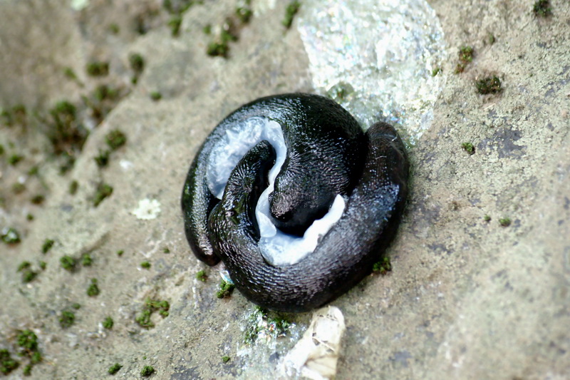 Alpine Slugs in mating {!--지리산 산민달팽이-->; DISPLAY FULL IMAGE.