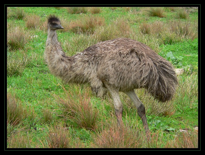 Australian Emus 1 -- common emu (Dromaius novaehollandiae); DISPLAY FULL IMAGE.