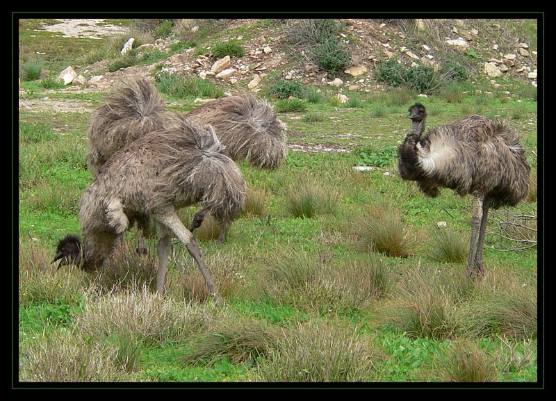 Australian Emus 3 -- common emu (Dromaius novaehollandiae); DISPLAY FULL IMAGE.