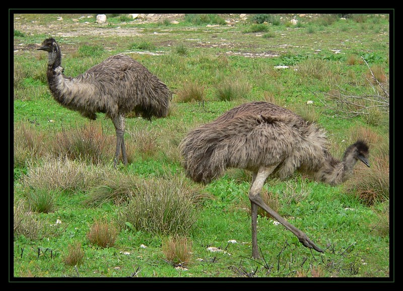 Australian Emus 4 - common emu (Dromaius novaehollandiae); DISPLAY FULL IMAGE.