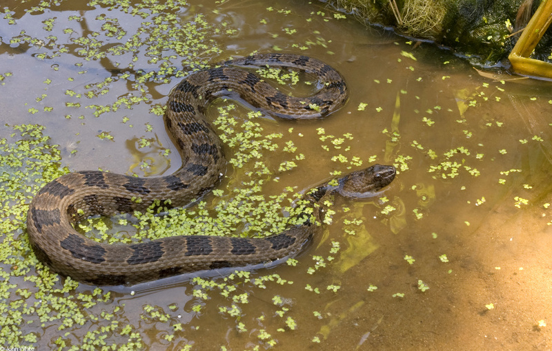 Brown Water Snake (Nerodia taxispilota); DISPLAY FULL IMAGE.