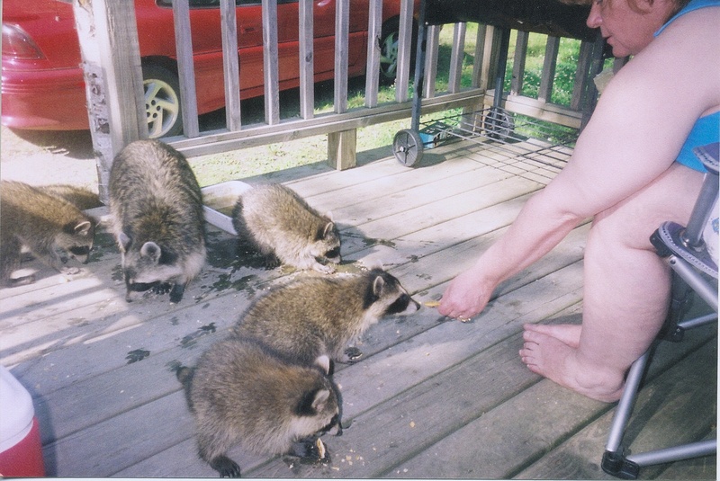 racoons; DISPLAY FULL IMAGE.