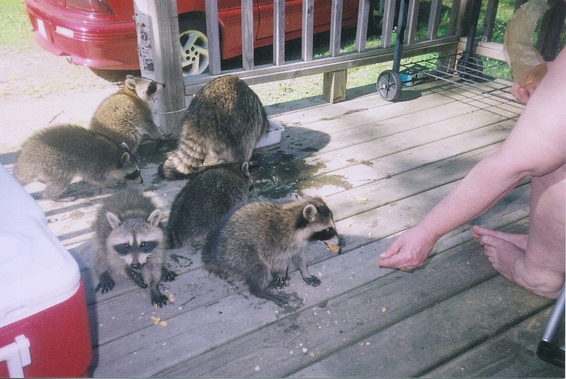 racoon's; DISPLAY FULL IMAGE.