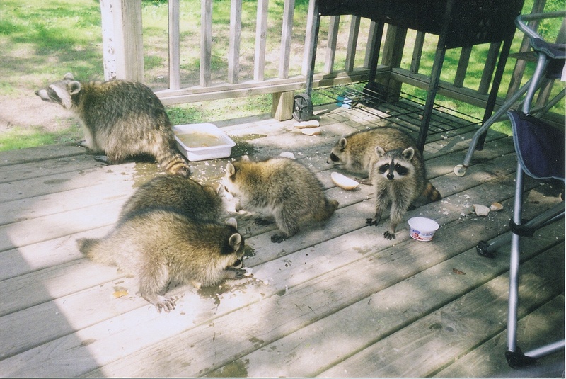 racoon's; DISPLAY FULL IMAGE.