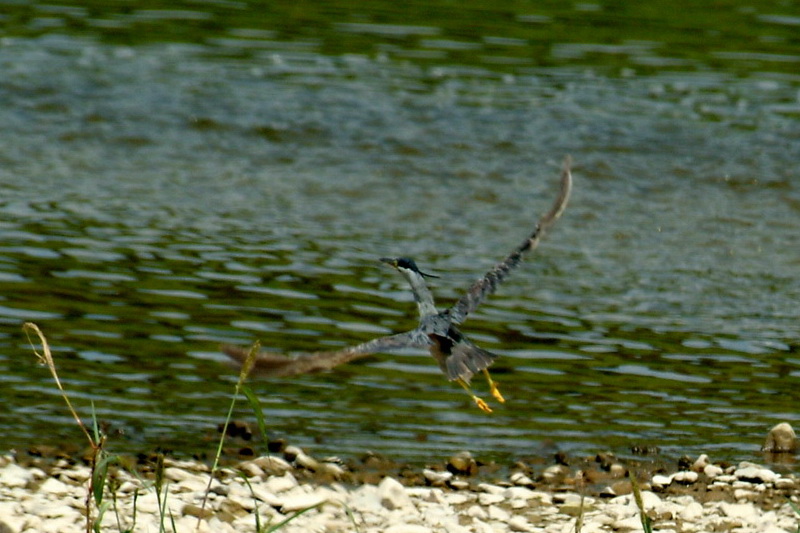 Striated Heron taking off {!--검은댕기해오라기/비상-->; DISPLAY FULL IMAGE.