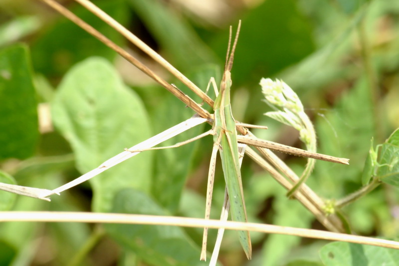 Green Hopper male (Acrida cinerea) {!--방아깨비/수컷-->; DISPLAY FULL IMAGE.