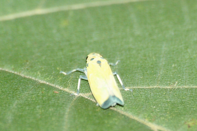 Black-tipped Leafhopper (Bothrogonia japonica ) {!--끝검은말매미충-->; DISPLAY FULL IMAGE.