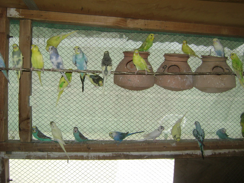 budgerigar in group; DISPLAY FULL IMAGE.
