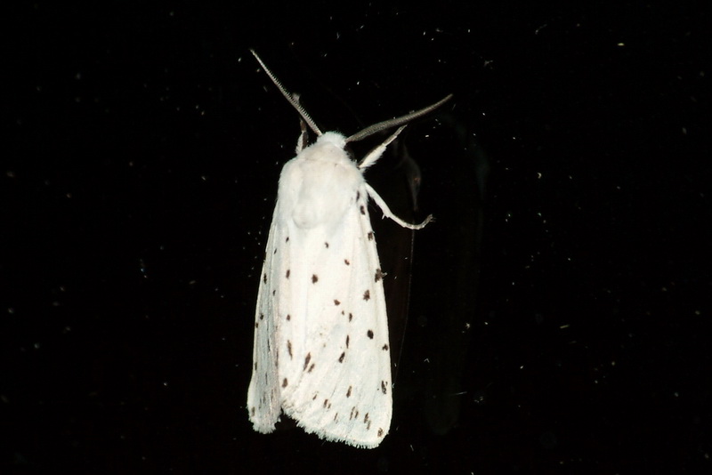 Moth (Spilosoma punctaria) {!--점무늬불나방-->; DISPLAY FULL IMAGE.
