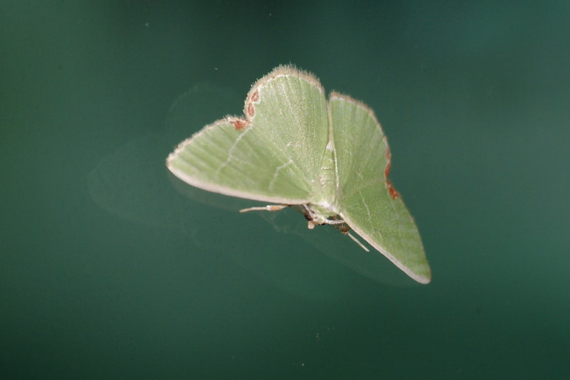 Green moth on window; DISPLAY FULL IMAGE.