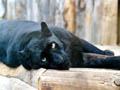 panther-black; Image ONLY