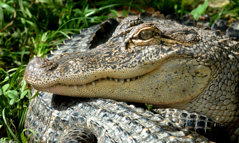 American Alligator (Alligator mississipiensis)001; DISPLAY FULL IMAGE.