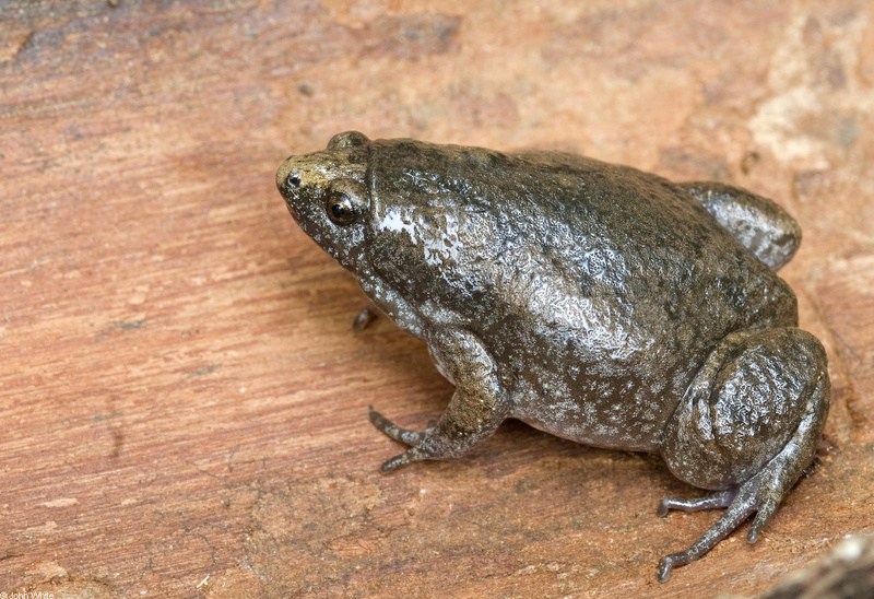 Eastern Narrow-mouthed Toad (Gastrophryne carolinensis); DISPLAY FULL IMAGE.