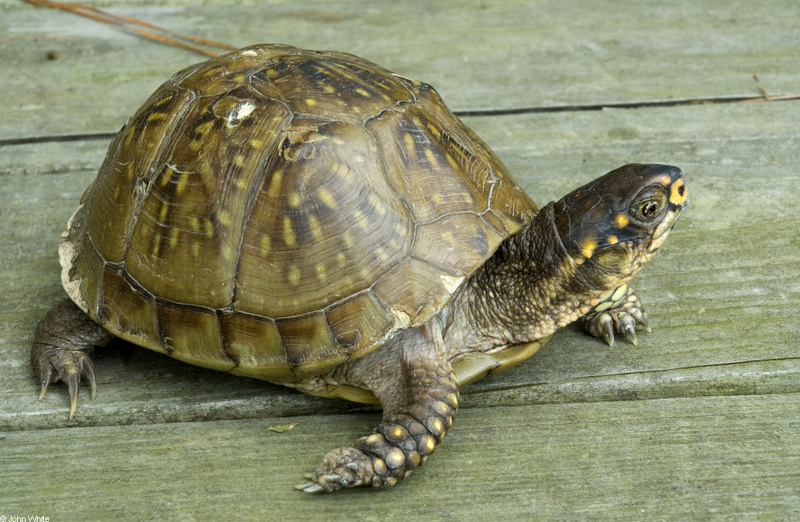 Three-toed Box Turtle (Terrapene carolina triunbuis)002; DISPLAY FULL IMAGE.