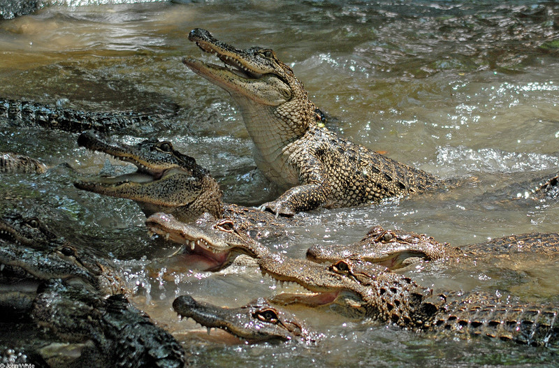 American Alligator (Alligator mississipiensis)003 - gator (Alligator mississippiensis); DISPLAY FULL IMAGE.