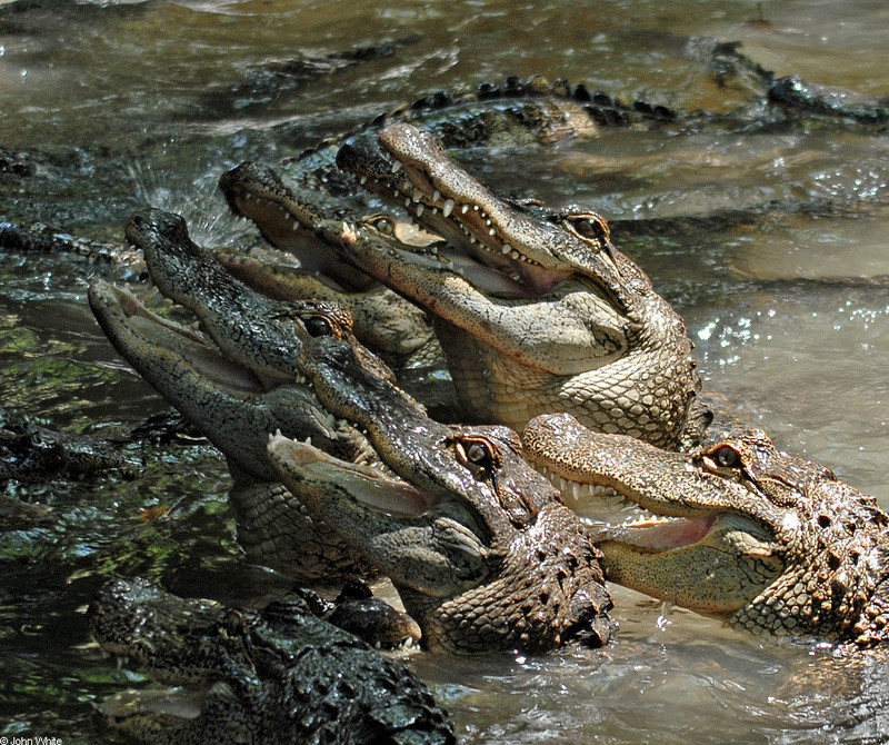 American Alligator (Alligator mississipiensis)004; DISPLAY FULL IMAGE.