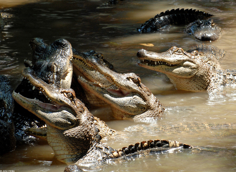 American Alligator (Alligator mississipiensis)005; DISPLAY FULL IMAGE.