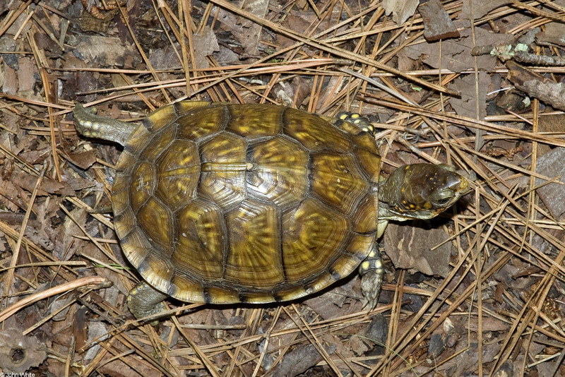 Three-toed Box Turtle (Terrapene carolina triunbuis)001; DISPLAY FULL IMAGE.