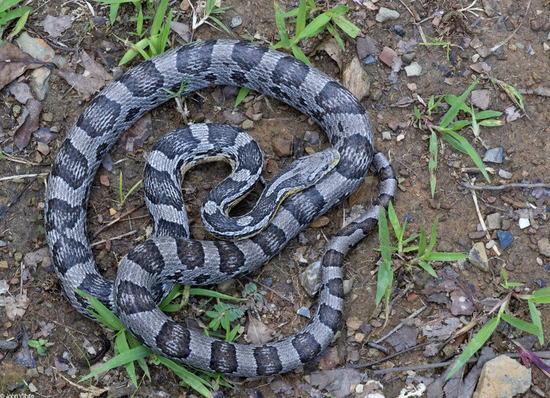 Great Plains Rat Snake (Elaphe guttata emoryi); DISPLAY FULL IMAGE.