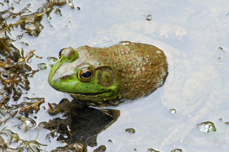 Walk in the Swamp - American Bullfrog (Rana catesbeiana)1002; DISPLAY FULL IMAGE.