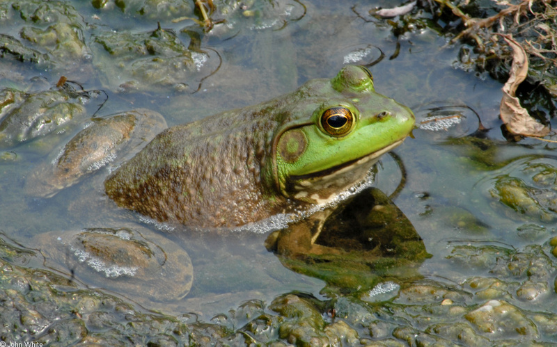 Walk in the Swamp - American Bullfrog (Rana catesbeiana)1003; DISPLAY FULL IMAGE.