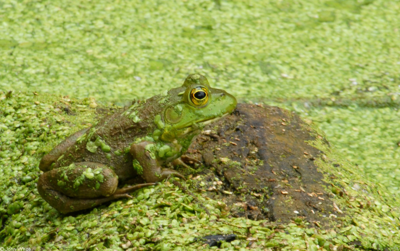 Walk in the Swamp - American Bullfrog (Rana catesbeiana)1004; DISPLAY FULL IMAGE.