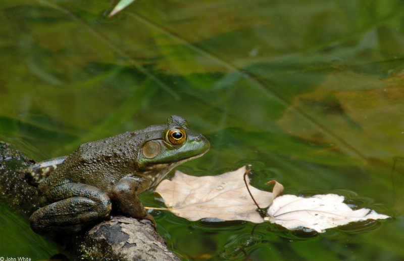 Walk in the Swamp - American Bullfrog (Rana catesbeiana)1005; DISPLAY FULL IMAGE.